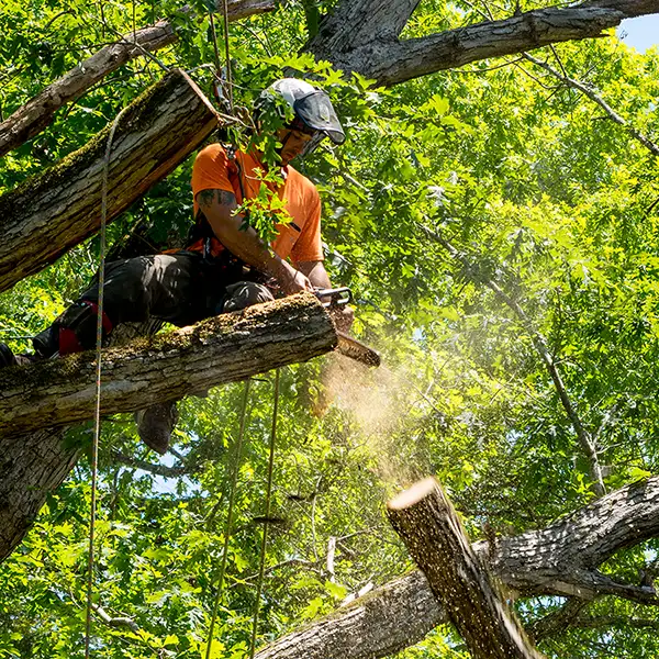 Professional dead wooding - removing the potentially hazardous dead or dying tree limbs - O'Fallon, IL