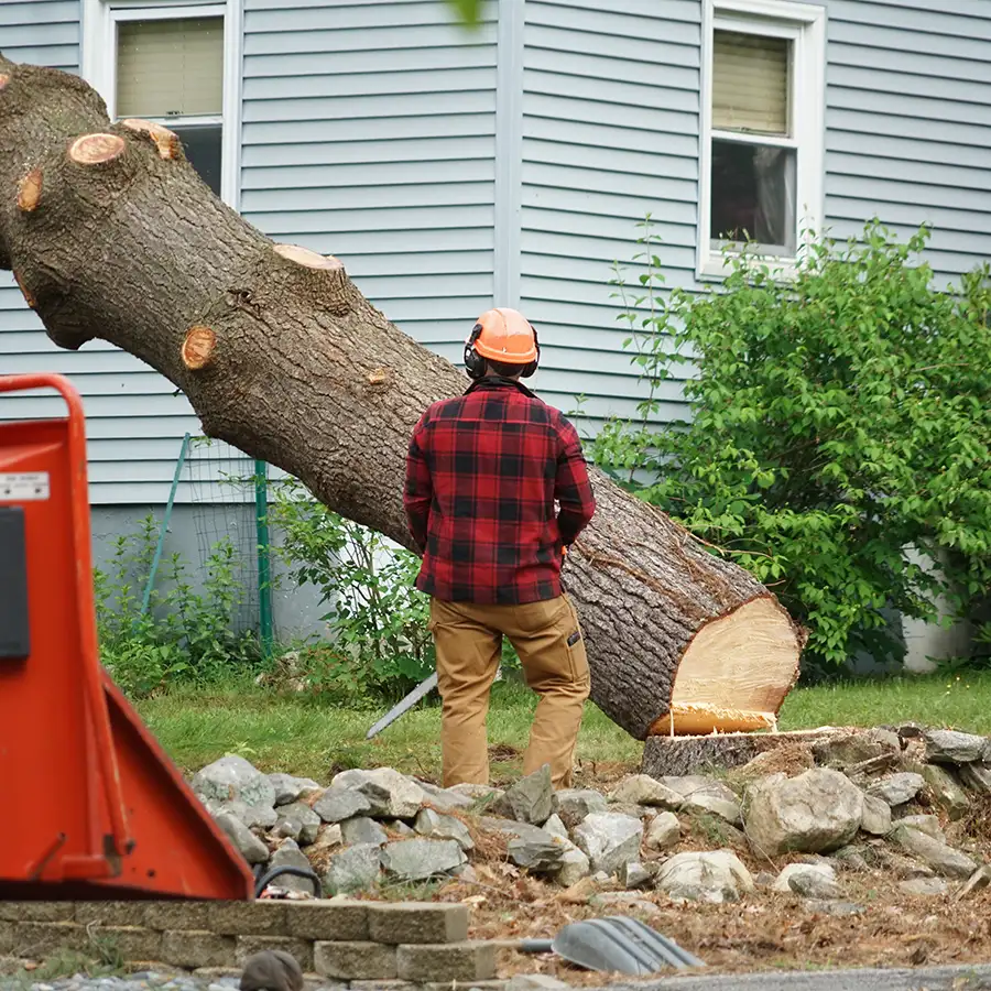Tree Removal Services - whole tree removal - O'Fallon, IL