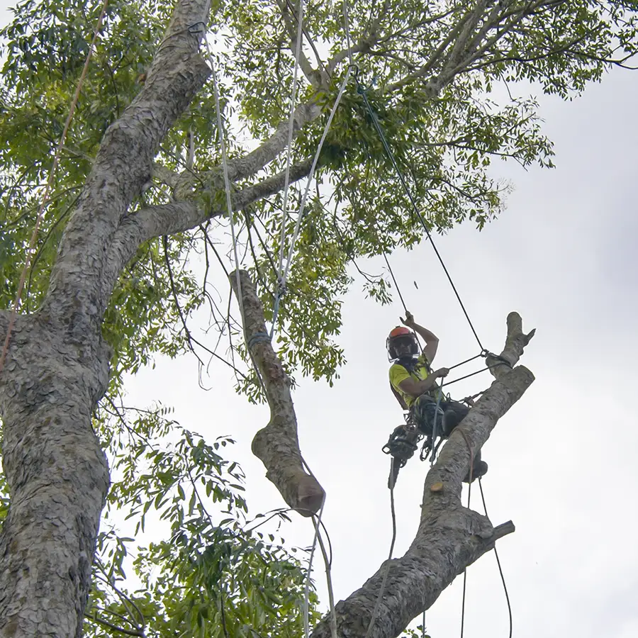 tree felling in progress - cutting down a tree in controlled manner - O'Fallon, IL