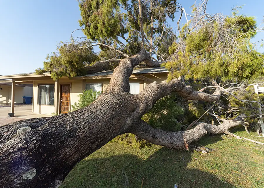 Fallen tree in front of residential home after bad storm - O'Fallon, IL