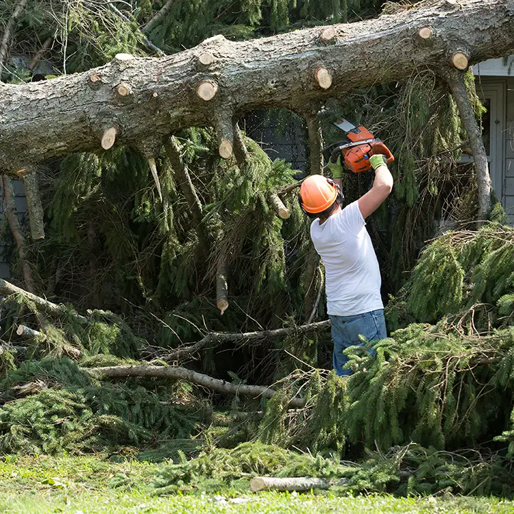 Storm Damage clean up, professional clearing away tree debris from bad storm - O'Fallon, IL