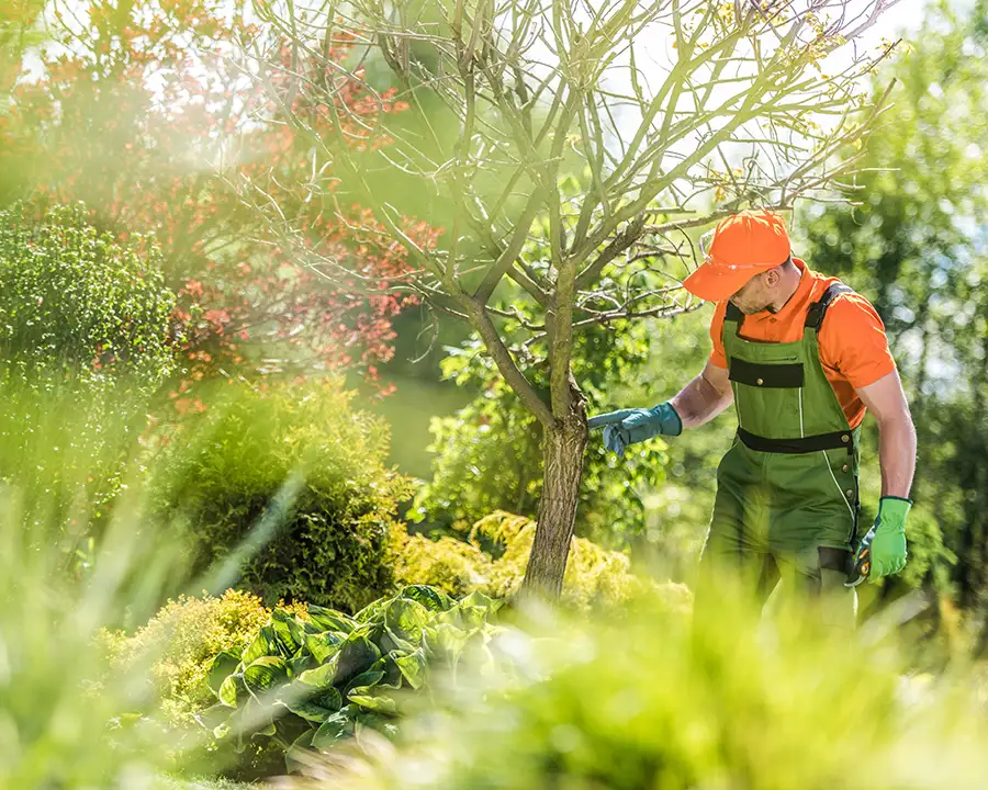 Professional Tree Inspection and Assessment to insure tree health - O'Fallon, IL