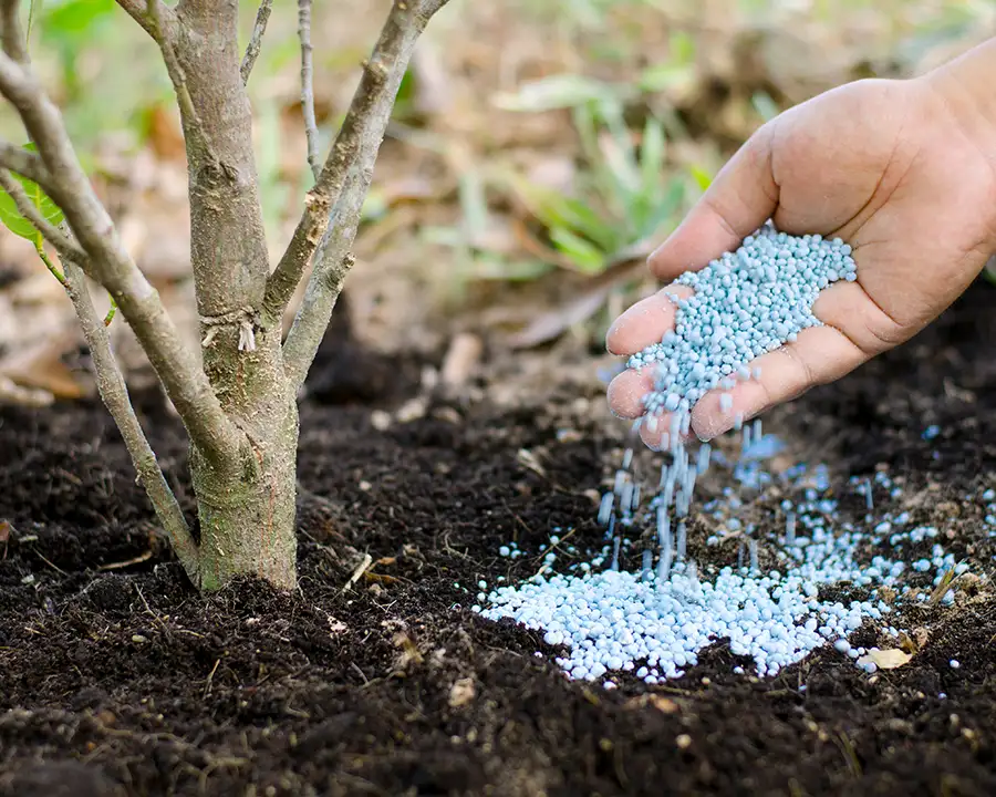 Tree Restoration and Rehabilitation, fertilization - O'Fallon, IL