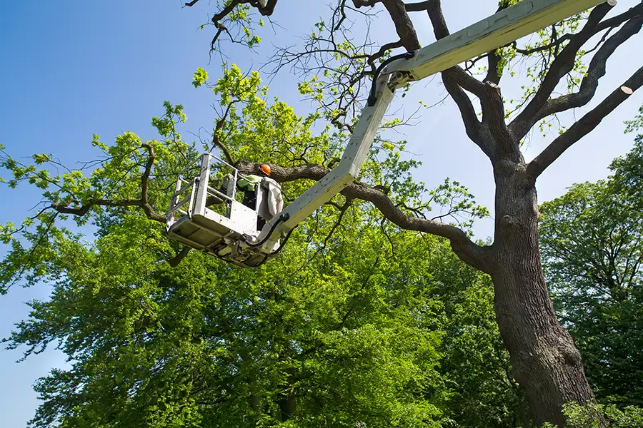 Hazardous Tree Removal - professional removing potentially hazardous tree limbs - O'Fallon, IL